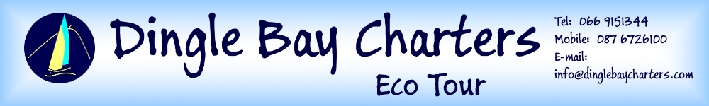 Dingle Bay Charters Eco Tour